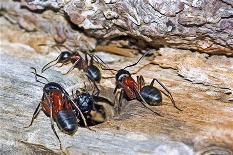 夢見很多螞蟻是什麼意思 凶星意思
